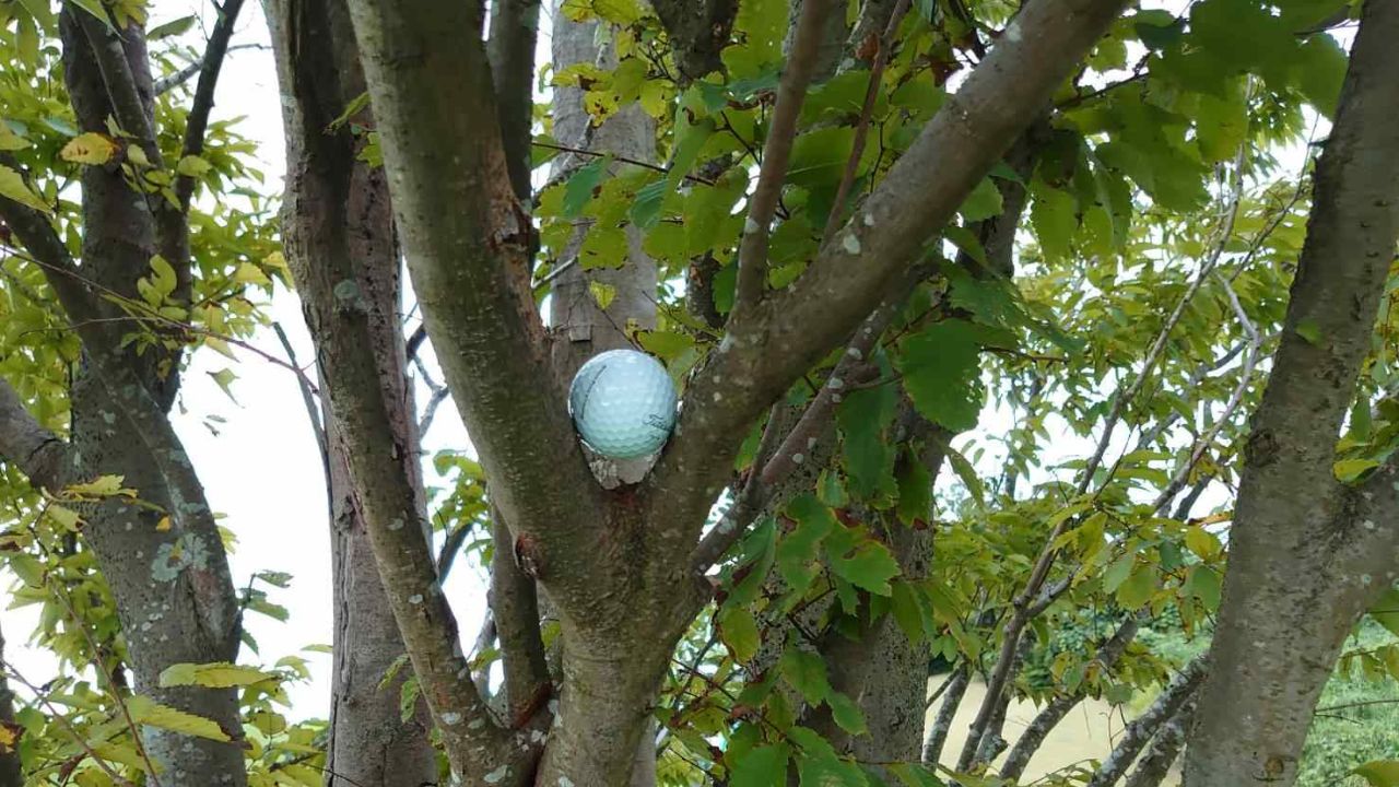 木に乗っているボール