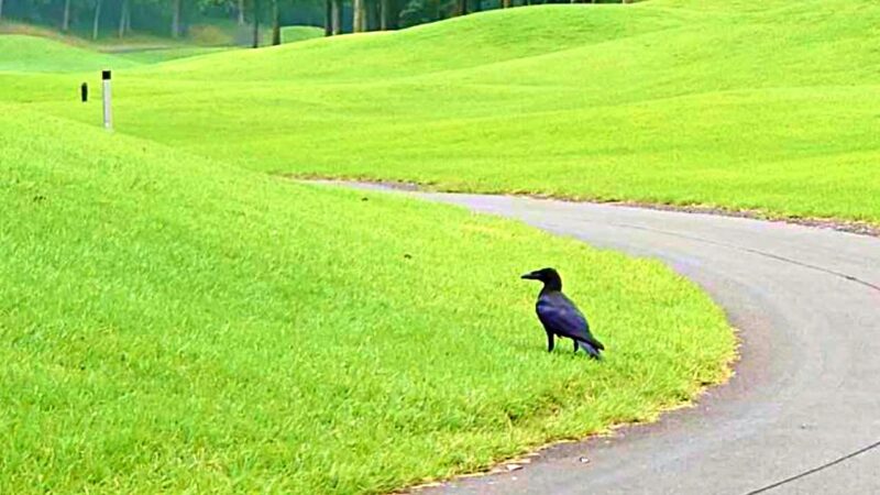 ゴルフ場のカラス